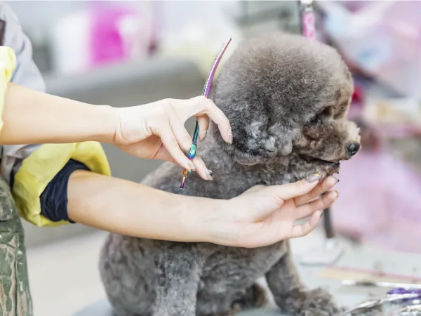 ファーストトリミングイメージ