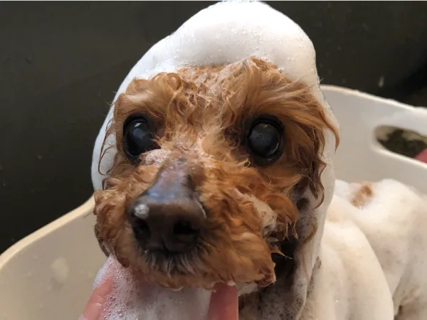 シルク泡パックイメージ