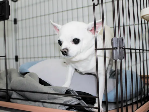 ホテル・お預かりイメージ